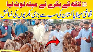 Numashi Mela Goats | Saqafti Mela | Pothwar Bakri Mela | 10 Lakh Ka Bakra Winner