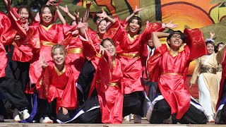 【つぐみ祭り】福井大学よっしゃこい2024年度演舞『紲和』 ニ演舞目