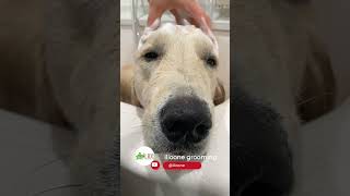 Golden retriever with a happy face with shampoo | シャンプーで幸せそうな顔をするゴールデンレトリバー