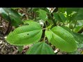 sophie s garden orquideas del tolima 兰花自然保护区，兰花寻宝2