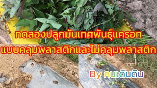 ทดลองการปลูกมันเทศ แบบคลุมพลาสติกและไม่คลุมพลาสติก #ปลูกพืช #พืช #มันเทศ #พันธุ์แครอท #พลาสติก