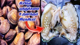 சிப்பிகள் முத்துக்களை உருவாக்கும் இரகசியம் தெரியுமா!