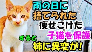 雨の日に家の前に捨てられていた骨と皮みたいな子猫。飼い始めたら姉が大変なことに【猫の不思議な話】【朗読】