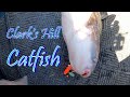 Clark's Hill Catfish