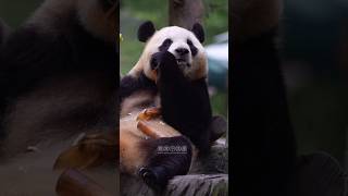 10.29福公主在树洞上吃播太美了#panda #大熊貓 #大熊猫福宝 #푸바오