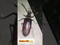 the titan beetle 8cm long යෝධ පොල් කුරුමිණියෙක් viral india srilanka nature insects 🐞 🐞 😊