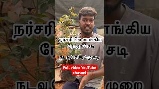 நர்சரியில் வாங்கிய ரோஜா செடி நடவு செய்யும் முறை / Rose planting easy method