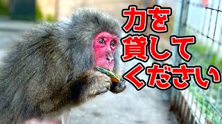 【お知らせ】クラウドファンディングを行います。人に危害を加えた野生動物や保護された傷病鳥獣を救いたい。