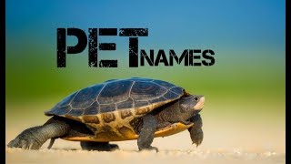 male turtle names beginning with d