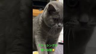 ブラッシングが嫌いな猫がブラシを噛んで逃げる。