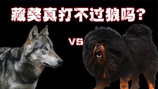 世界上最“凶猛”的10只狗，你以为藏獒真的干不过狼吗？藏獒战斗力究竟是多少呢？ 【黑土日记】