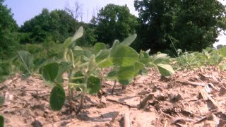 Crops across the state are looking decent, even with the dry conditions. The WLFI viewing area has