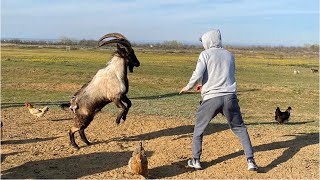 Zabit Grapples An Angry Goat 🐐 🔥