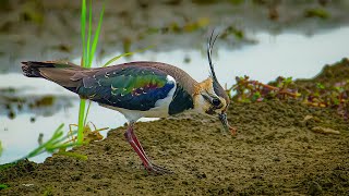 Northern Lapwing call虎尾元長小辮鴴土豆鳥