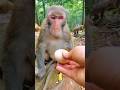 Monkey King White Tooth Monkey 🐒 Close distance to wild animals #145