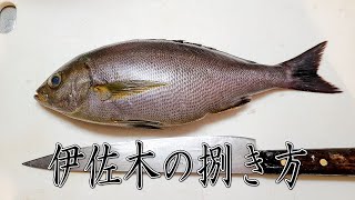 [イサキ編]魚屋アングラーが勧める魚の三枚おろし・美味しい炙り方