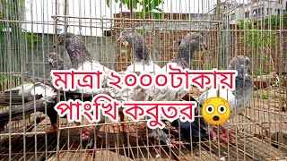 মাত্র 2000 টাকায় পাংখি কবুতর