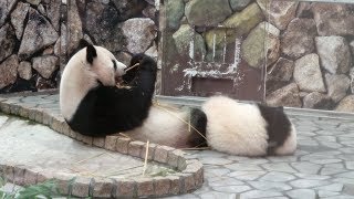 やっぱりお母さんと一緒にいたい彩浜🐼 お母さんにべったり♪ 移動観覧より