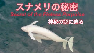 4Kスナメリの秘密　The Secret of the Finless Porpoise