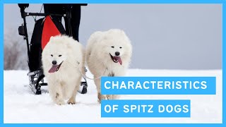 A Spitz Dog - What does it mean?