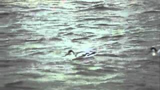 Avocets on the Lagoon at Brownsea Island