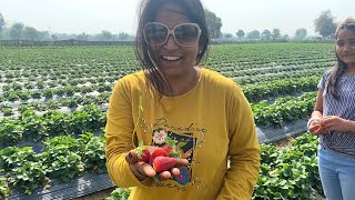 Strawberry farm🍓 | Etni saari strawberries 😋