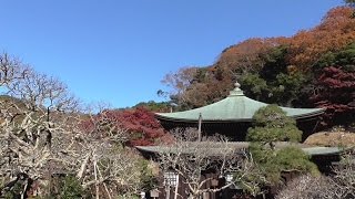 神奈川県・鎌倉市　瑞泉寺と周辺の紅葉　2015年　autumn leaves of Zuisenji (temple), Kamakura, Kanagawa Prefecture