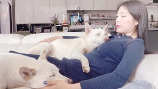 The dog that likes to hug and sleep the most. / Korean Jindo Dog