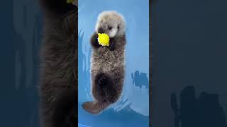 See how cute these Sea otters are.