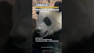 痛心 ！大熊猫奂彩病亡，死因为急性出血性坏死性肠炎，排除误食异物与食物中毒可能 #panda