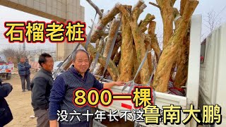 沂蒙大集上，大哥拉了一车老桩石榴，800一棵真便宜，能栽活吗？