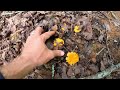 how to find chanterelle mushrooms