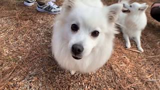 【スピッツ＆サモエド】秋のドッグランで満喫する日本スピッツちぃ。/ [Japanese Spitz and Samoyed] Dogs run in an autumn dog park.