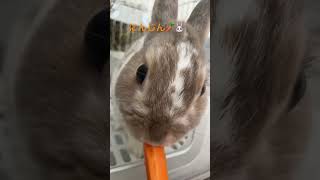 #うさぎ #rabbit #1歳2ヶ月 #にんじん🥕#asmr 2024.05.28