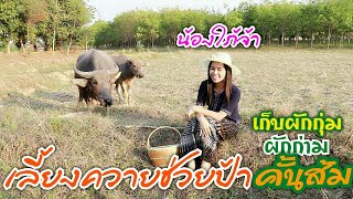 เลี้ยงควายช่วยป้าแล้วเก็บผักกุ่มผักก่ามไปคั้นส้ม Watch the buffalo and collect vegetables to cook