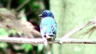 野鳥：オオルリ／Wild Birds: Blue-and-white Flycatcher