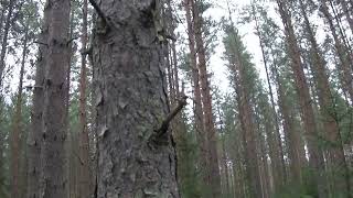 3 Harvennusta  männylle tulossa ennakkoraivauksen jälkeä