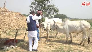 Saidpur Badaun l Uttar Pardesh l छोटे गांव के किसान परिबारिक व अर्थिक संकट में l STV NEWS l India l