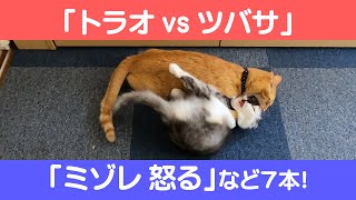 にゃんこ3きょうだい日記 #7 Diary of 3Cats [Aug.10-16/2020]