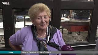 Sok a gomba az erdőkben - 2019.06.07.