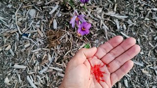 How to Plant and Grow Saffron Crocus