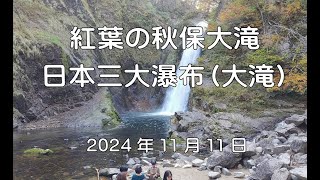 紅葉の秋保大滝 　2024　日本三大瀑布（大滝）