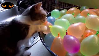 CHAT DRÔLE || TROP MIGNON || JOUANT AVEC DES BALLONS ||  ESSAYER DE NE PAS RIRE # 3