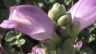 Chelone lyonii Turtlehead