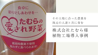 株式会社たむら様　植物工場導入事例【クリーンファーム】【植物工場】