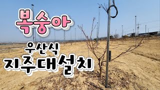 [농사]복숭아 우산식 지주대 설치방법