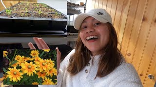 Starting prairie sun rudbeckia from seed + dianthus seedling update