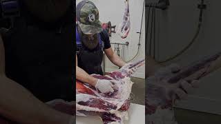 Removing the shoulder from a deer carcass. 🔪🦌 #shorts #deer #venison