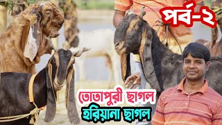 পর্ব-২। তোতাপুরী বাচ্চা সহ। তোতাপুরী পাঠা। হরিয়ানা ১০০% গাভীন ছাগলের দাম জানুন। হান্নান ভাই