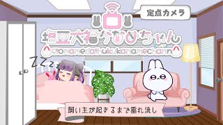 【#うさぎ】塩豆大福かなめちゃん #23【#生配信】